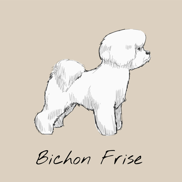 My Dream Dog, the Bichon Frise