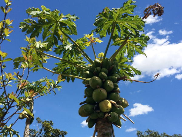Growing Papayas in your Garden