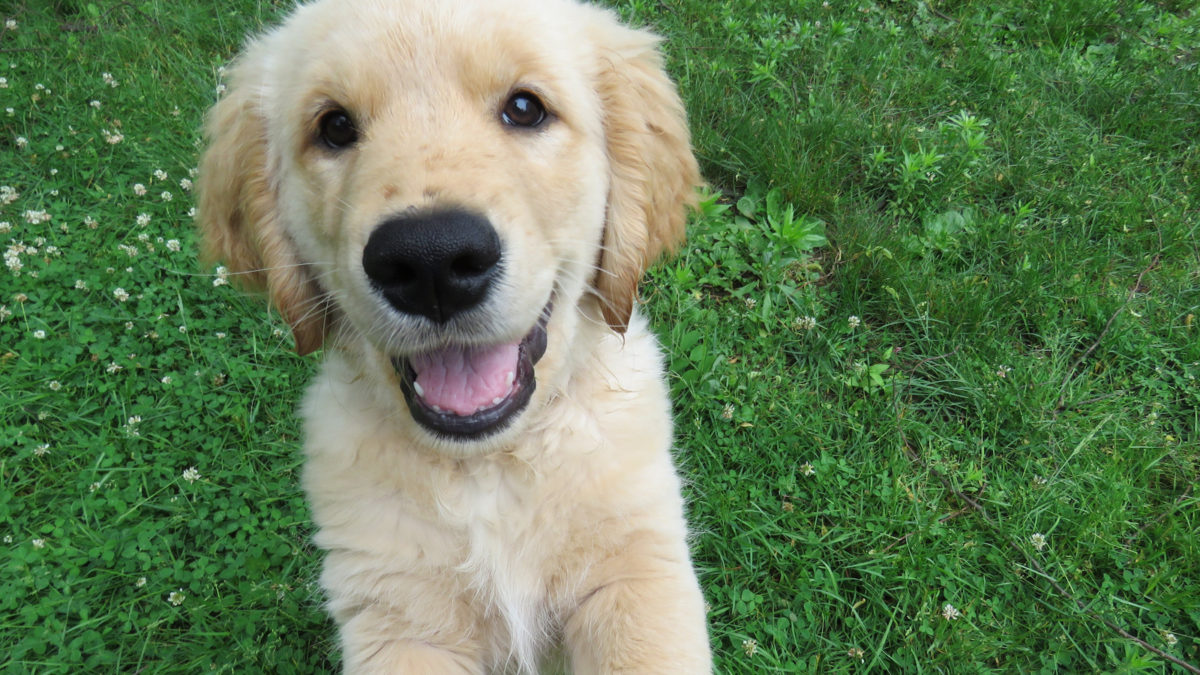 How To Search For Your Dream Dog in 2019