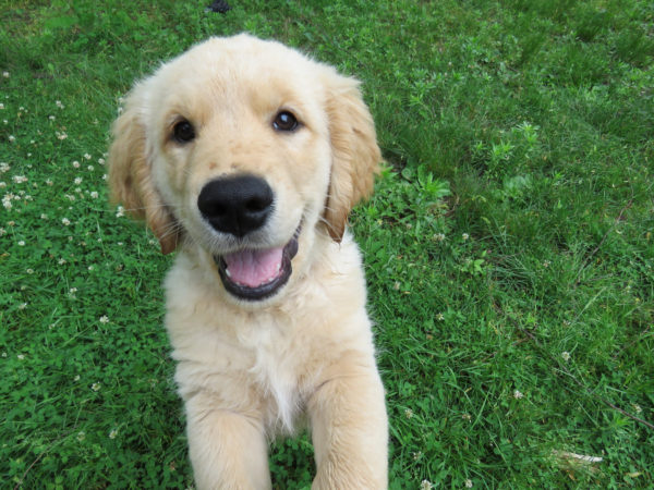 How To Search For Your Dream Dog in 2019